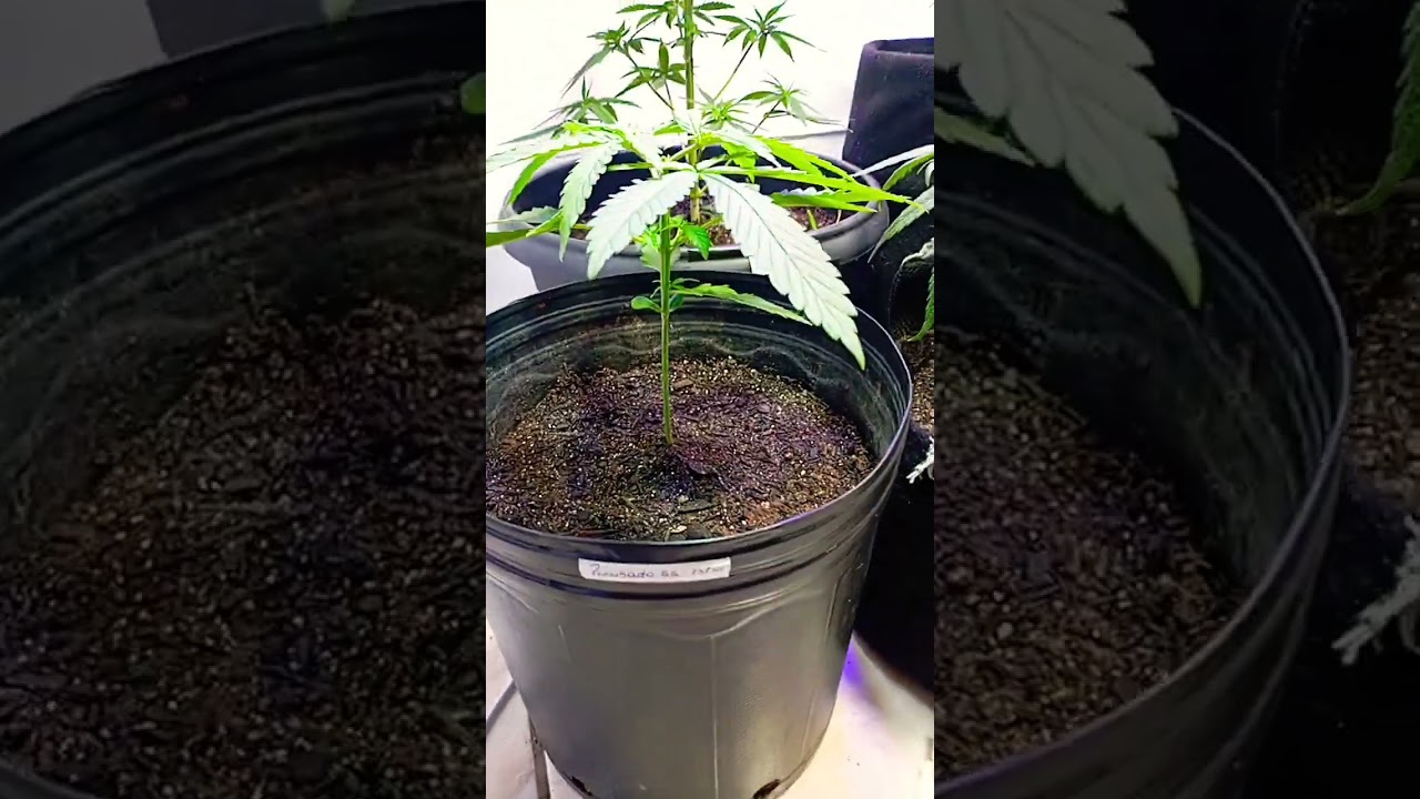 seguimento indoor dia 14 🚀🔥, poda top #grow #indoor #plantarpranaocomprar #foryou