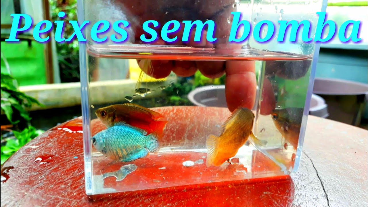 Peixes para aquário  sem bomba
