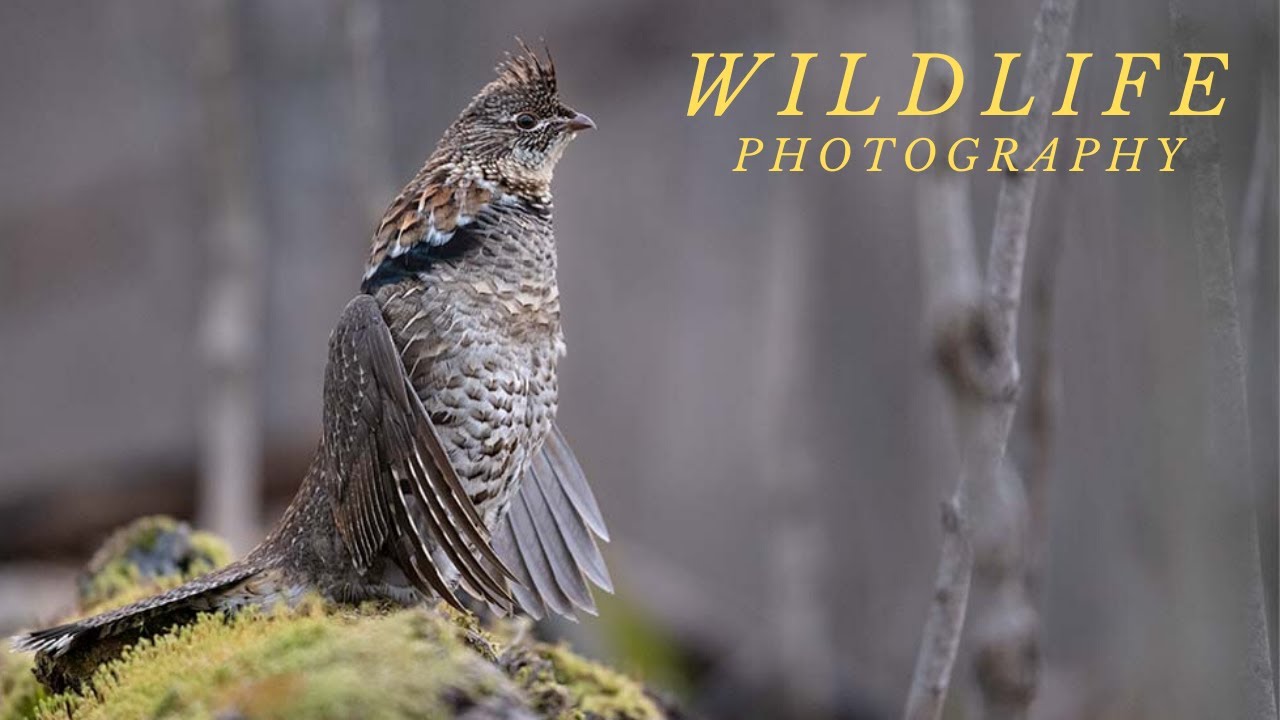Bird Photography Tips || 5 days in the blind finally produced the image I was waiting for.