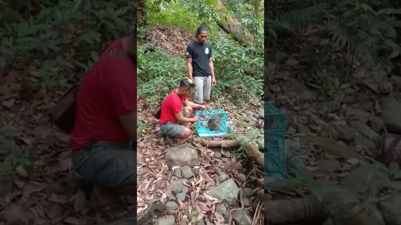 lepas monyet di hutan. 