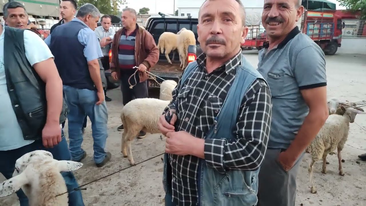 İZMİR ÖDEMİŞ KÜÇÜKBAŞ HAYVAN PAZARINDA GÜNCEL BİLGİLER