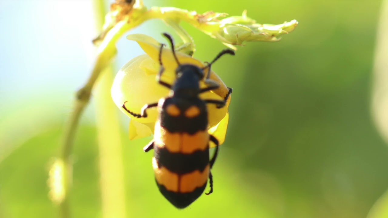 Blister beetle
