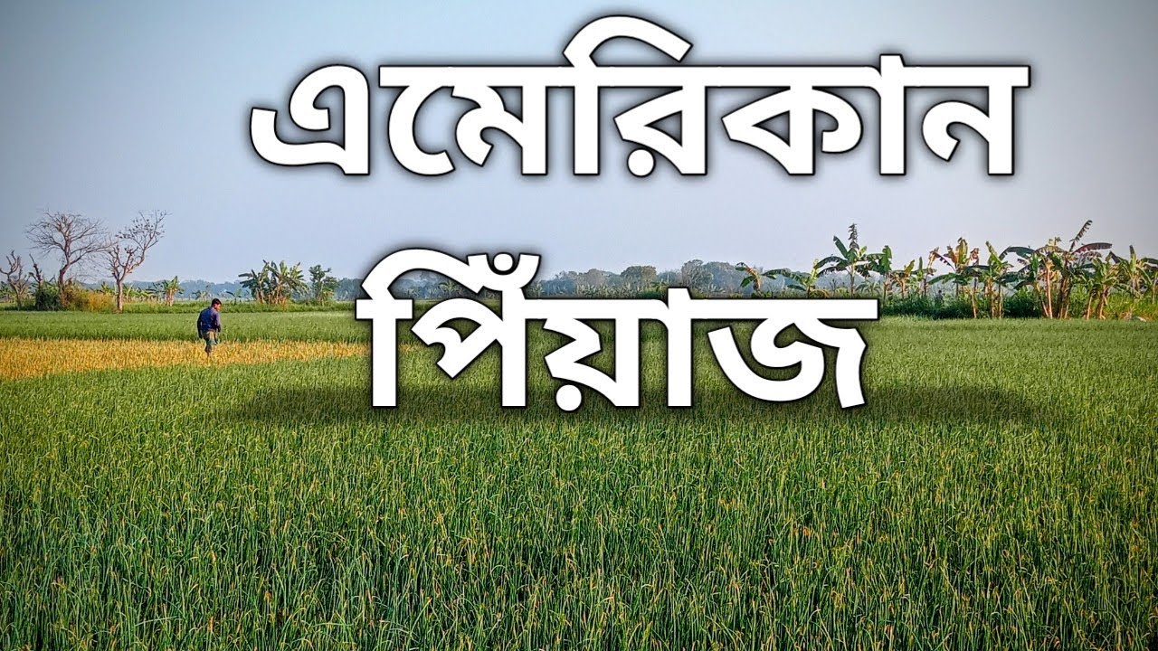 মোটা মাটিতে হাইব্রিড পিয়াজ কেমন ফলন হয়? বাস্তব চাষের সম্পূর্ণ চিত্র | Hybrid Onion Yield?