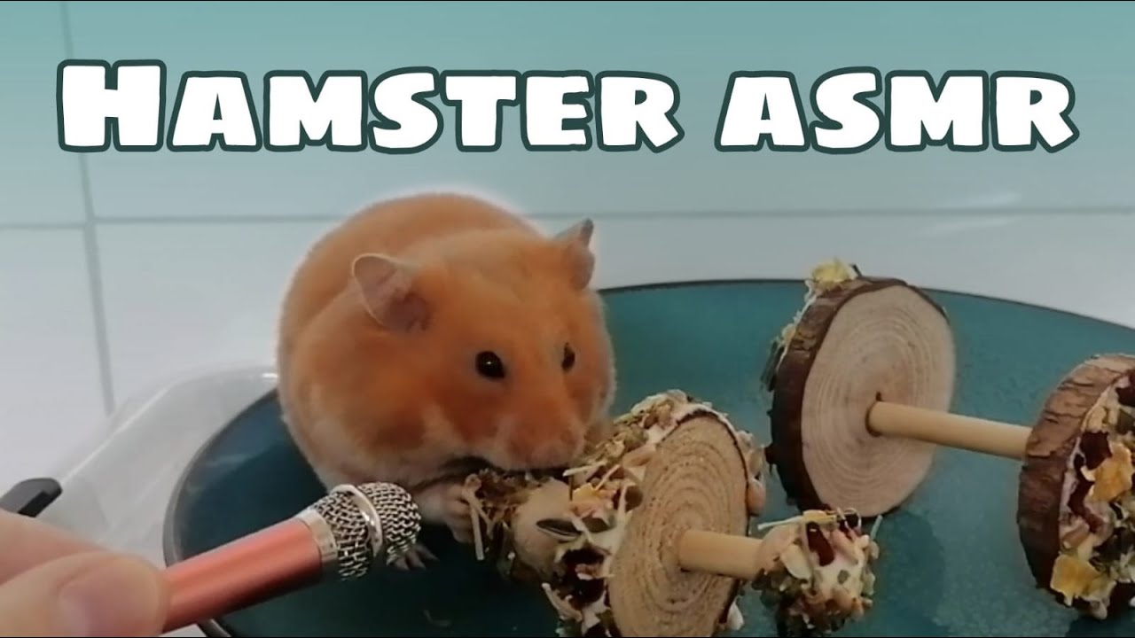 Hamster Eating and Nibbeling ASMR 🐹