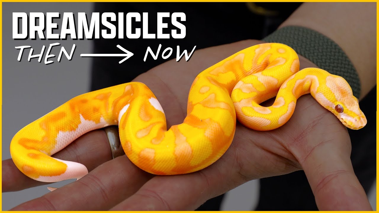 Dreamweaving: История питонов Dreamsicle Ball + Новые комбо-раскрытия!