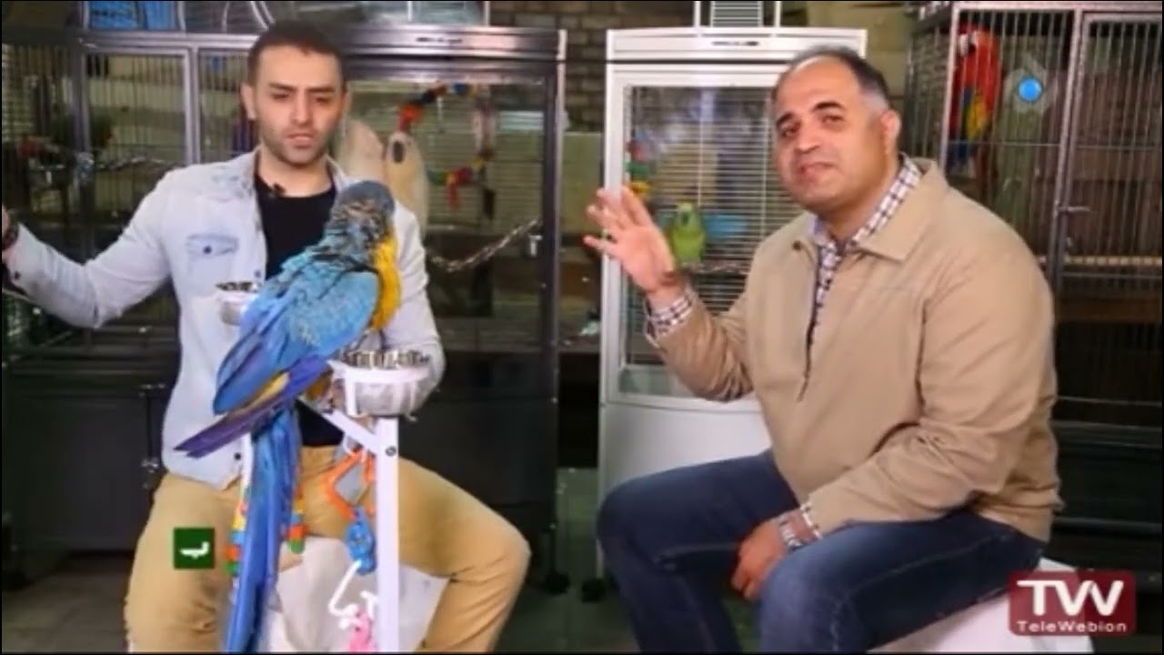 مستند به دنبال کسب و کار پرورش طوطی با امید شایگان