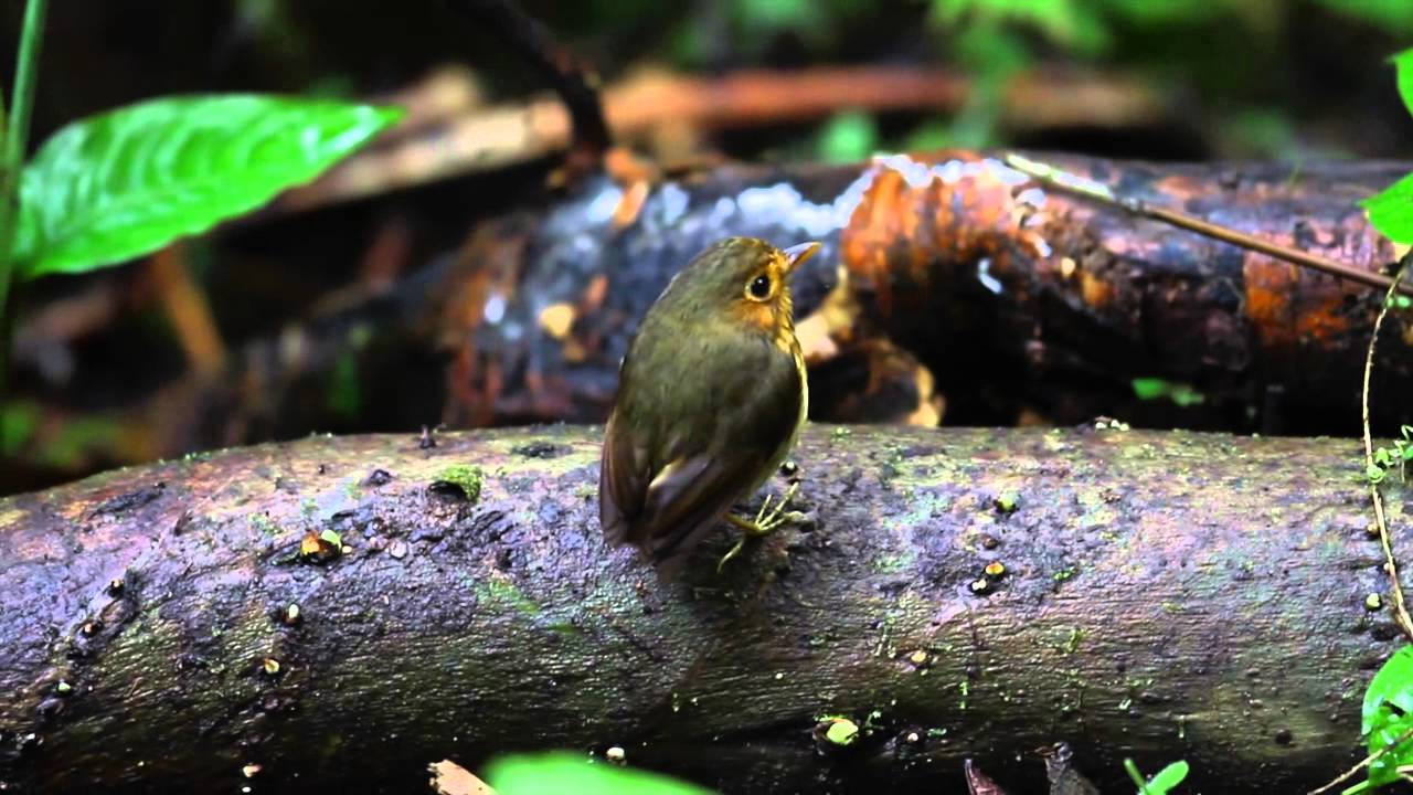 Birding in Ecuador 2015