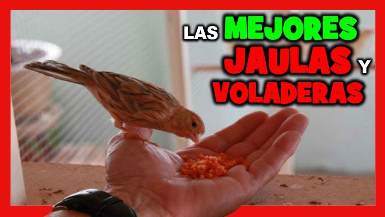 Лучшие клетки для канарейки 🐤 Клетки для птиц 🐦