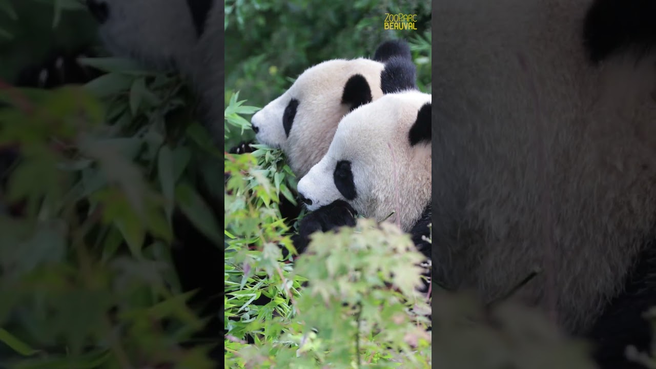 La famille pandas géants de Beauval