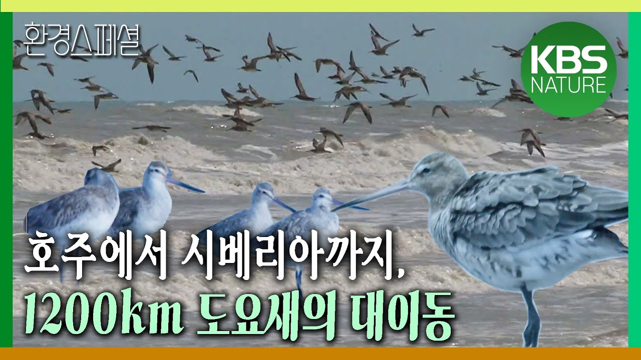 호주에서 시베리아까지, 1200km 도요새의 대이동 [환경스페셜-도요새, 서해에서 길을 묻다] / KBS 20110525 방송