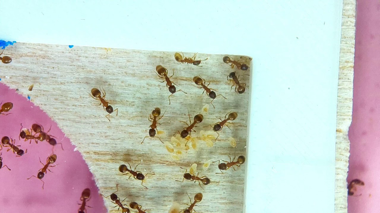 Temnothorax | Linksvayer Lab | ASU SIRG | 2026-01-16