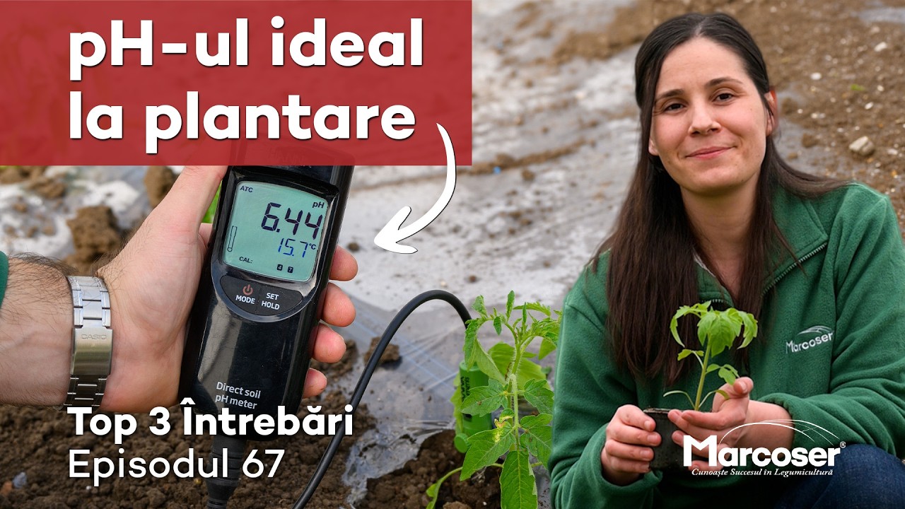 Semănare Directă Sau Repicare? |Plante Cu Internodii Scurte | pH-ul Solului La Plantare |Top 3 Ep 67