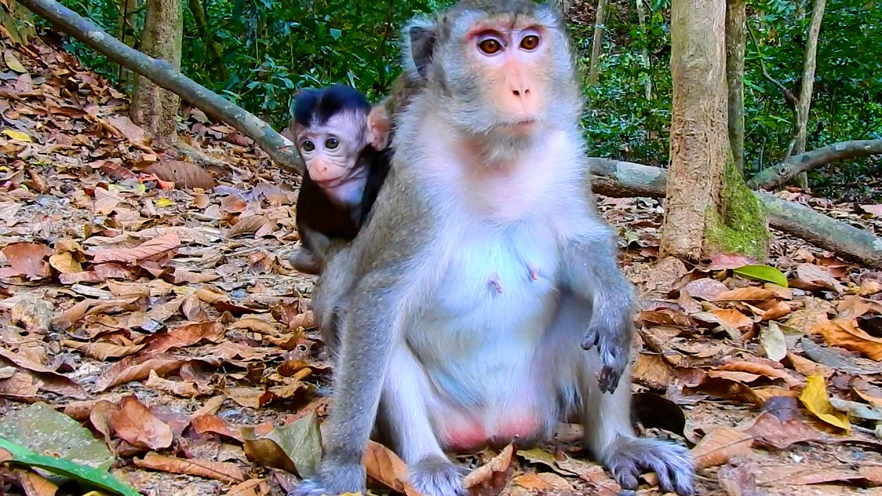 Monkey Amina Is Very Smart And Clever To Run Behind Mom While Starting Teach | @BuBuMonkeyTV