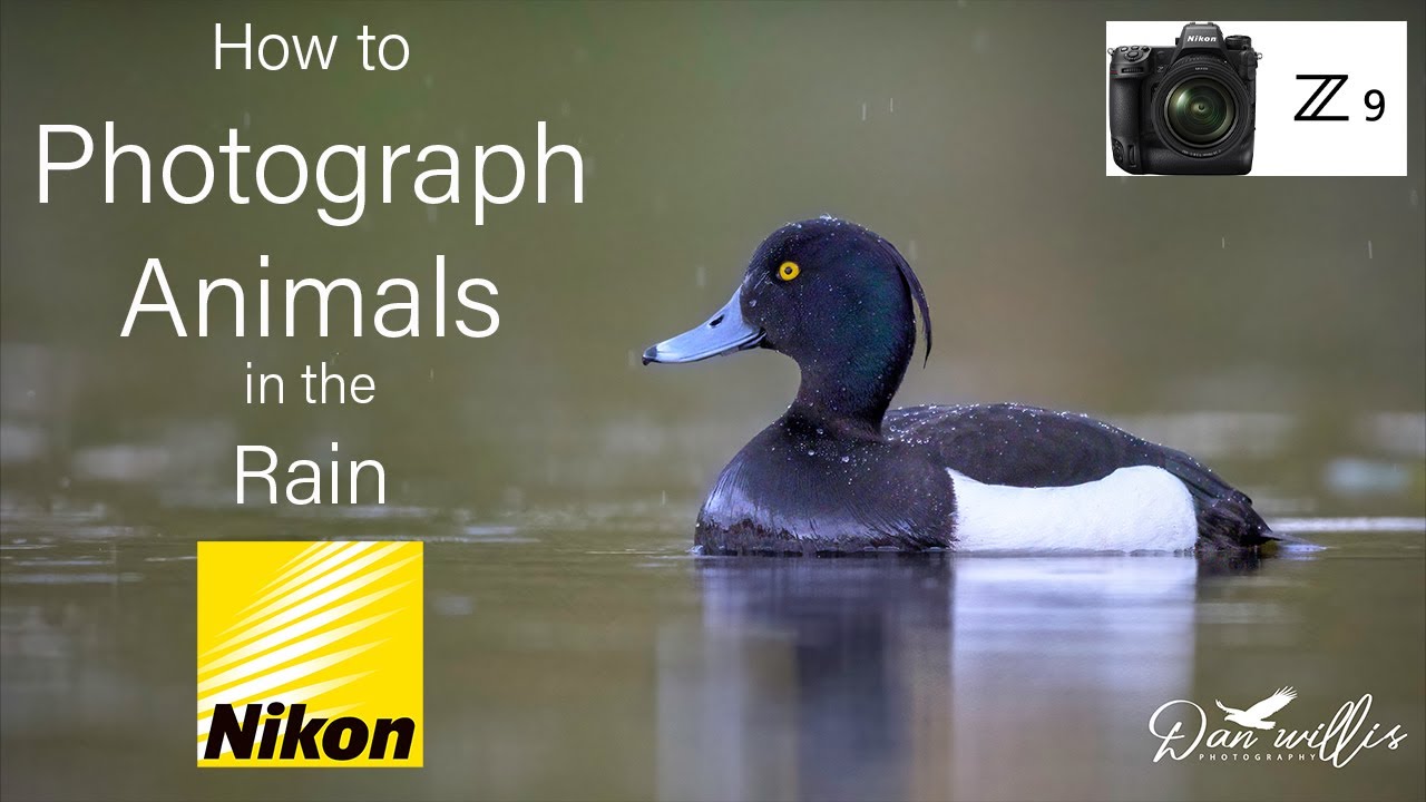 How to Photograph Animals in the Rain