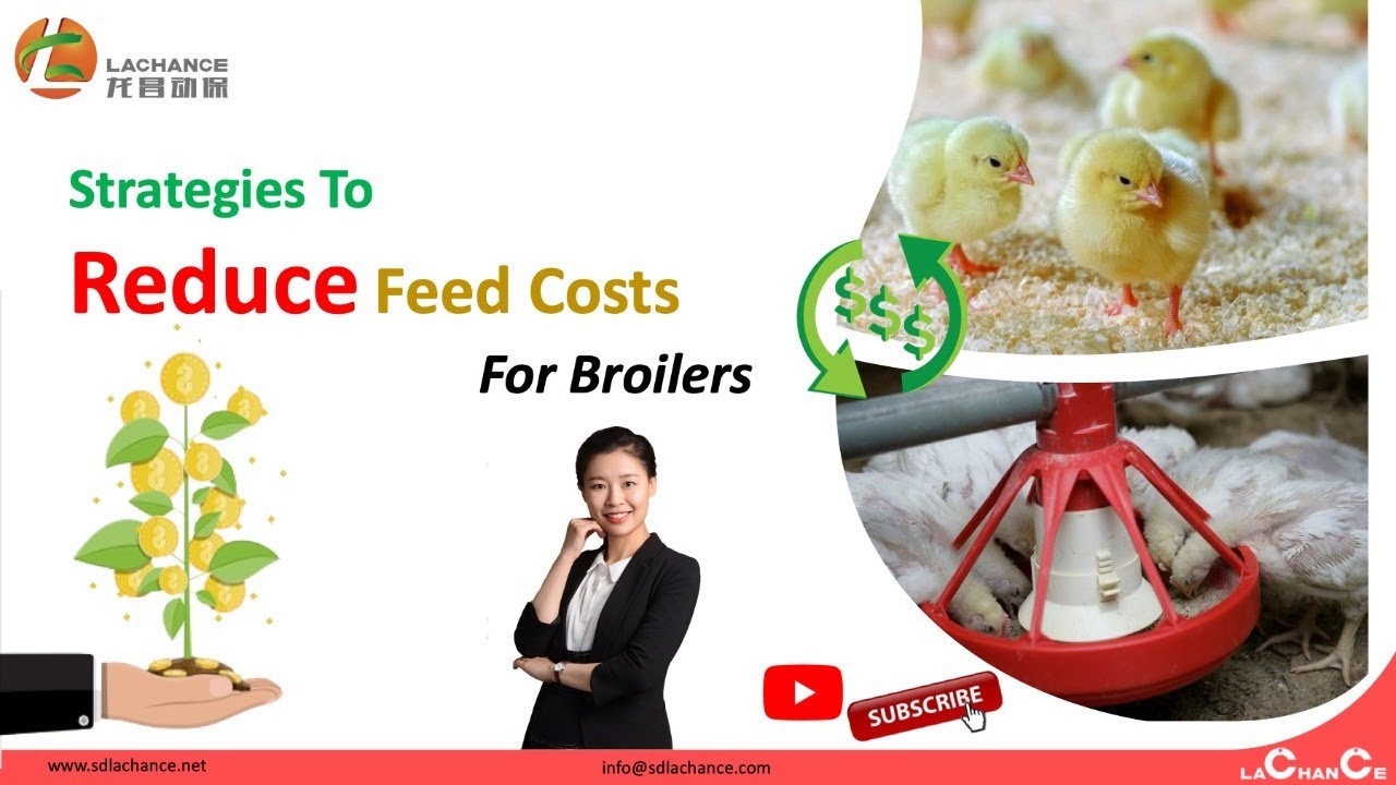 Solution for feed and breeding | Strategies to reduce feed costs for broilers