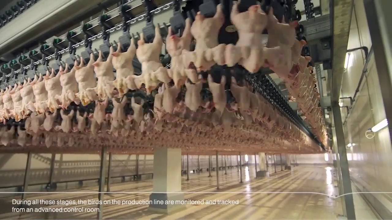 المراعي | مراحل تجهيز #دواجن_اليوم Almarai | ALYOUM Chicken