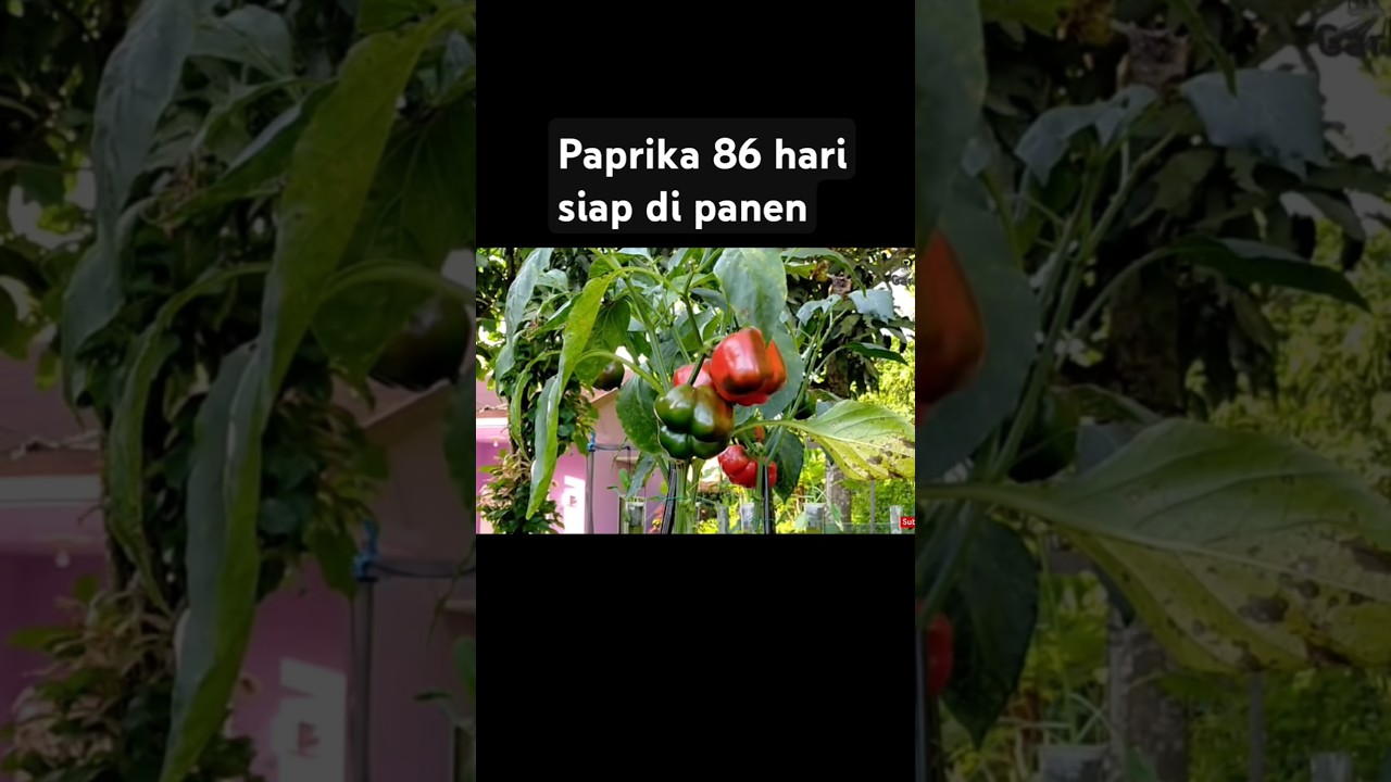 paprika di polybag siap panen #paprika #berkebundirumah  #gardening