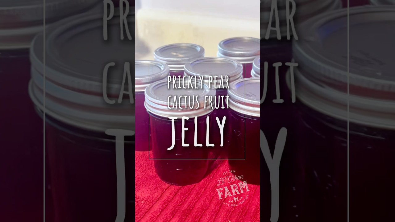 How to make Prickly Pear Jelly from Prickly Pear Cactus Fruits&hellip;