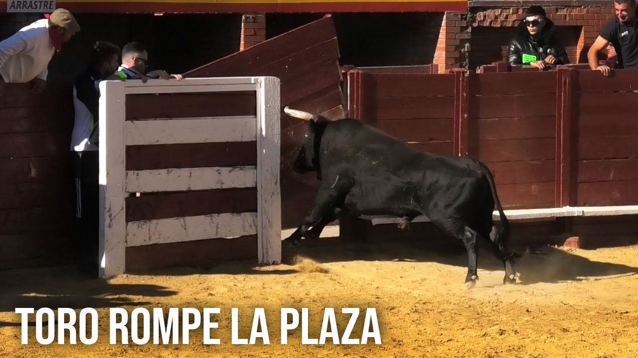 Tordesillas 2024 El Toro Rompe La Plaza