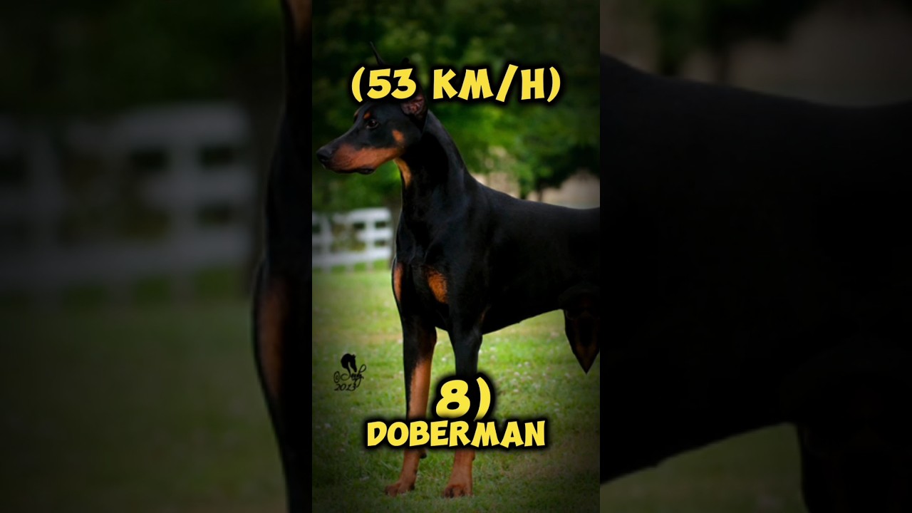 Top 10 Fastest Dogs in the World 🐕💨 #dogs #fastestdogs