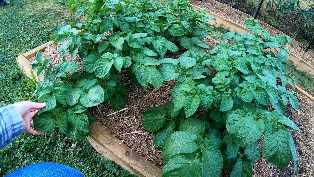 Growing Red Pontiac Potatoes based on the Ruth Stout Method | My Garden Classroom