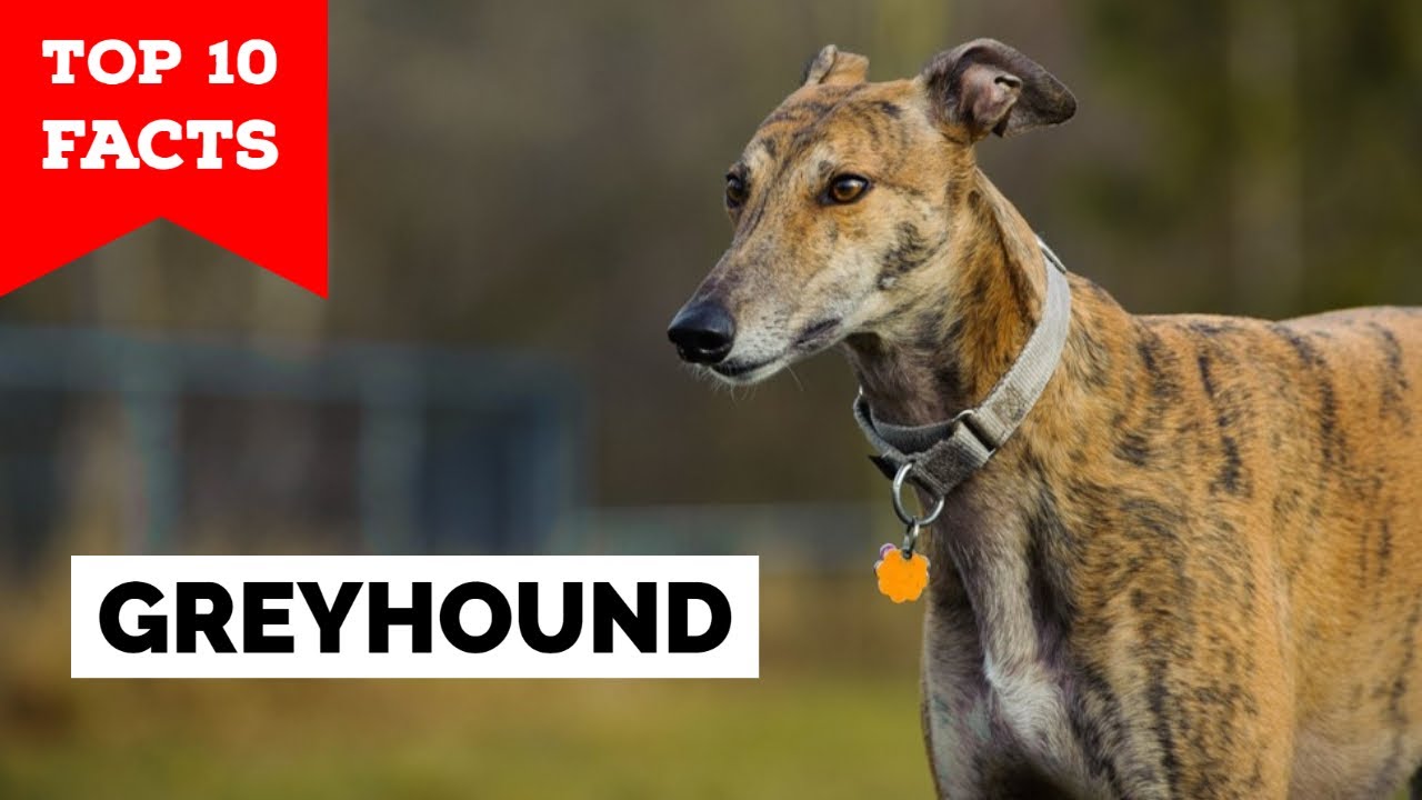 Greyhound - Top 10 Facts