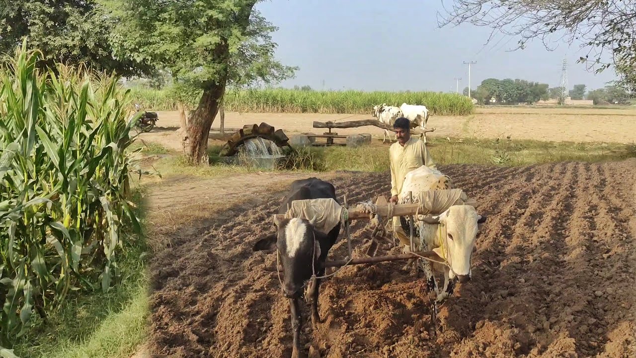 Unseen Traditional Village Life In Pakistan | Beautiful Old Culture of Punjab | Javed Bhai 