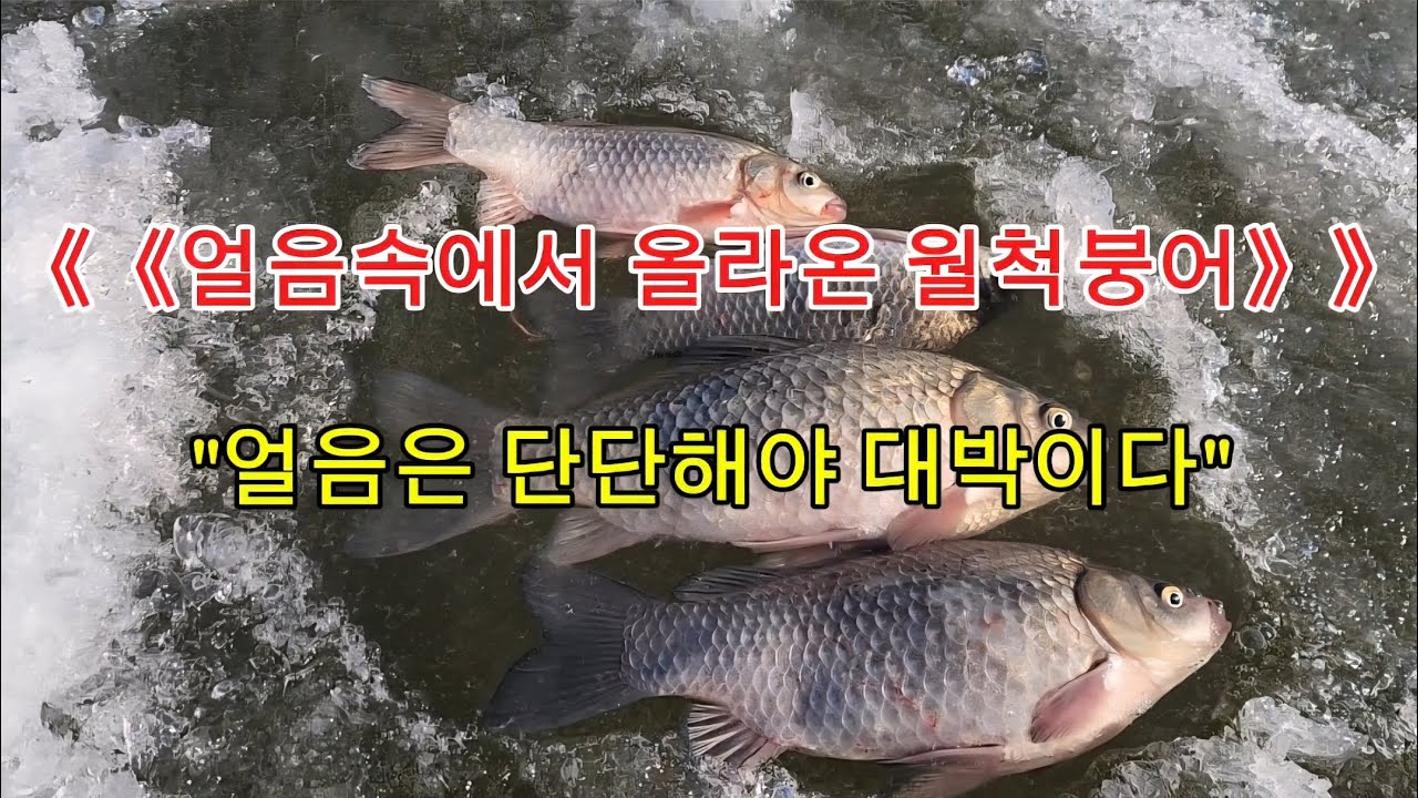 얼음속 마릿수의 붕어와 월척/#꾼의선택TV #대림낚시프라자 #네이버 대림낚시 #얼음낚시 #화성 #임연식 