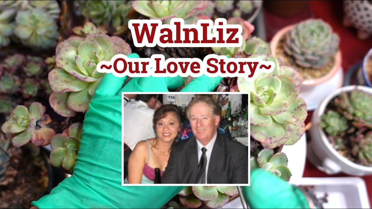 CLEAN UP Succulents #8 | PART 1 WALnLIZ Love Story - Reincarnation, Soulmates & Dreams