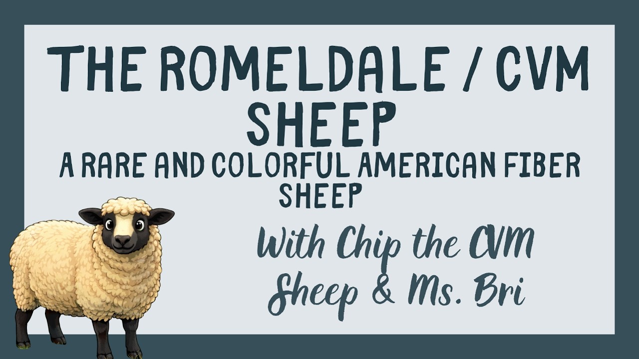 CVM Sheep - Rare Breed of the Week