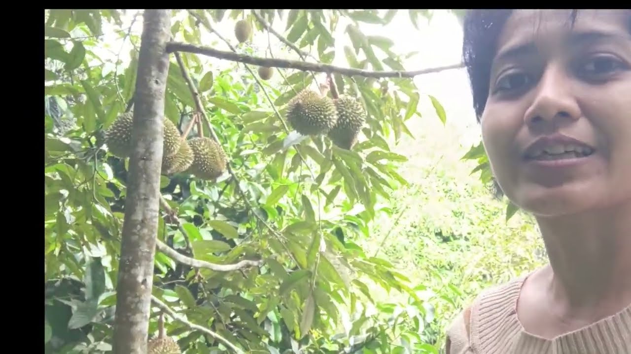 Buah Durian Di Pohon Yang Pendek