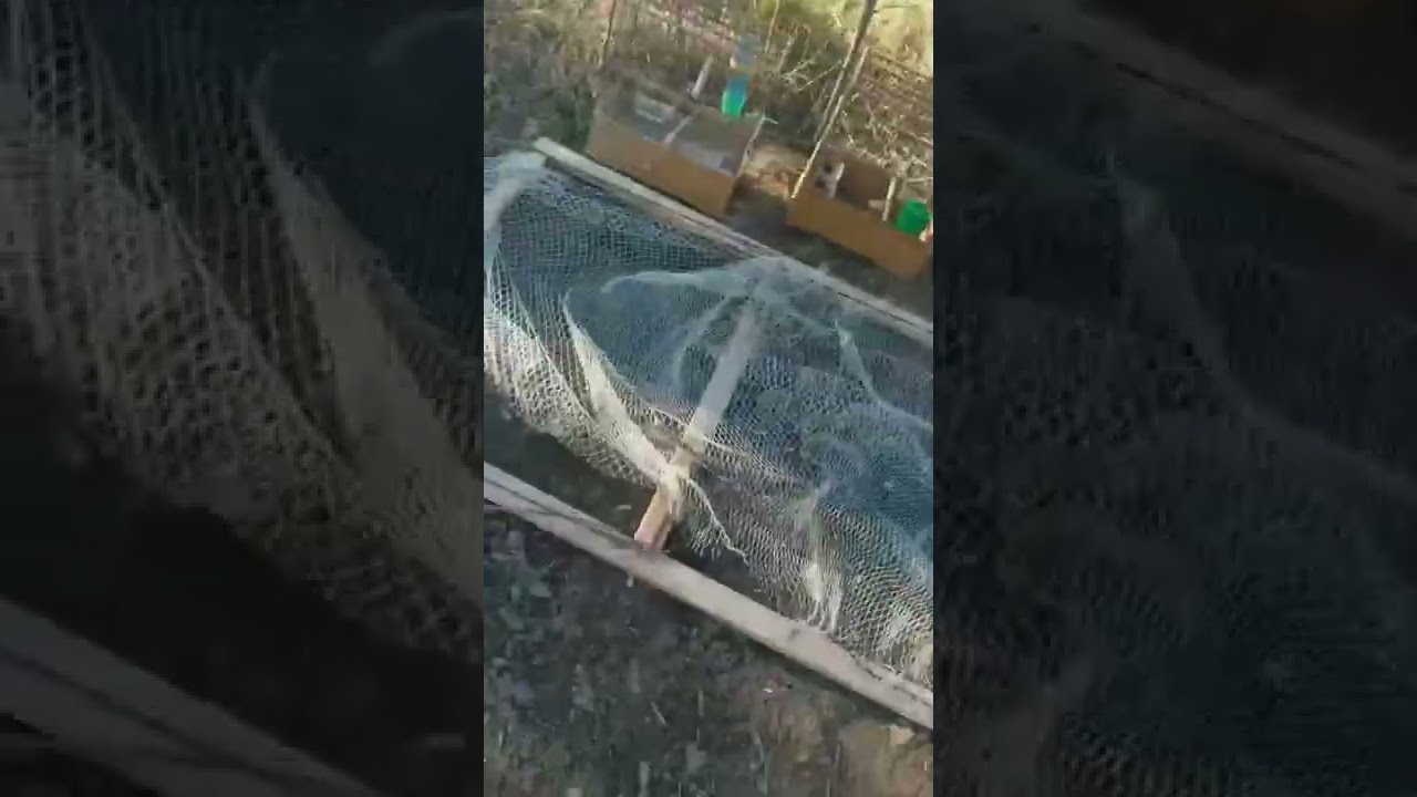 müthiş kuş kapanı. Türkiye'de ilk.. kuş kapanı.