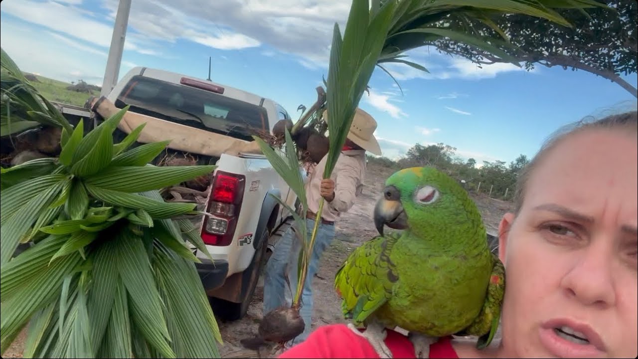 VAMOS PLANTAR MUDAS DE COCO