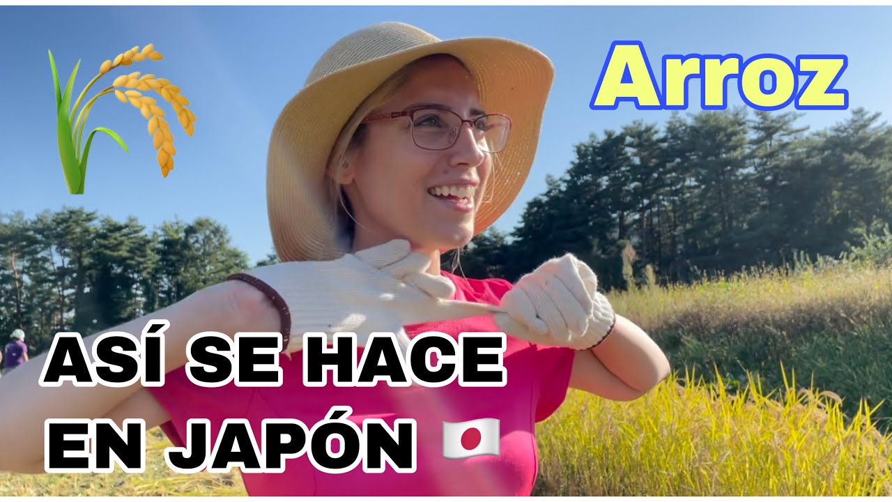 RECOLECTAMOS el ARROZ 🌾 que PLANTAMOS hace meses 🇯🇵