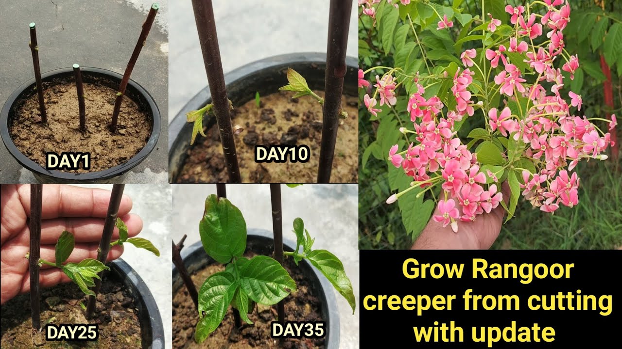 Grow Rangoon creeper from cutting with Update/Madhumalti ko cutting se ugaye
