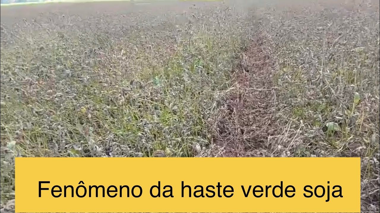 Haste verde em soja