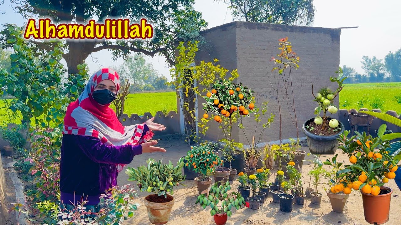 Alhamdulillah Fruit Plants 🎋Ly Aye Bohat Zyada 😍 Gardening in Village👩‍🌾  Hamza Sidhu