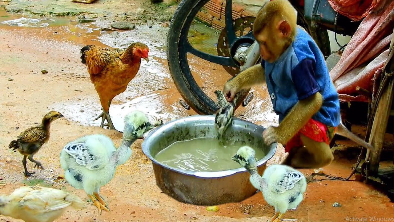 Best SokYaa Help Baby Chicken, Baby Cry Loudly Need Help