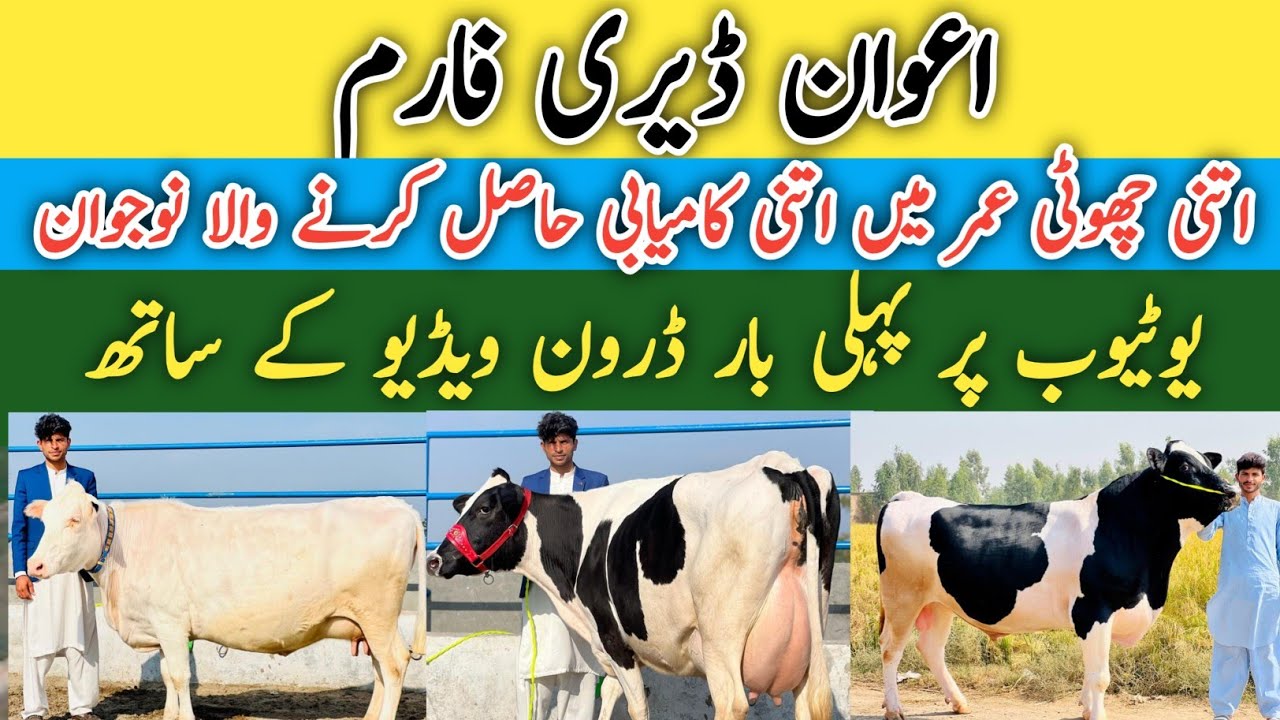 Awan Dairy Farm | New Farm | Big Cows | HF Heifers | Drown shot