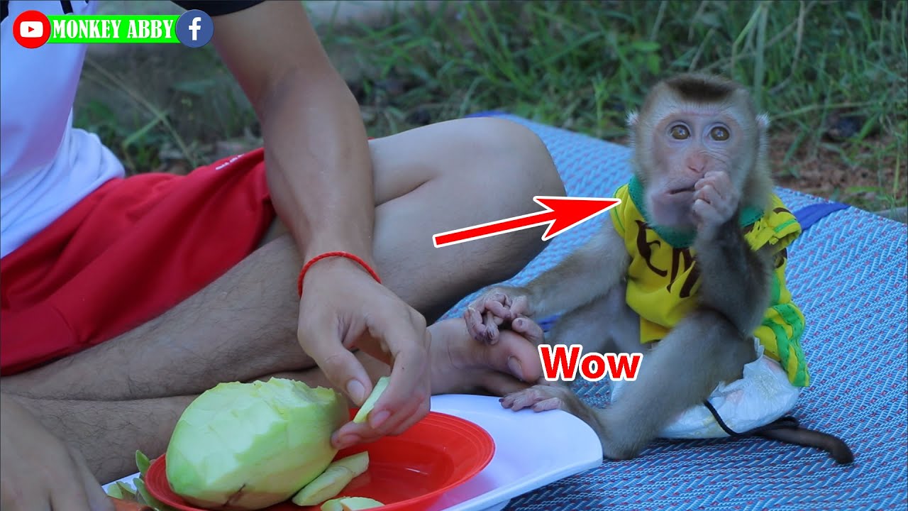 OMG!! Cute baby monkey abby eat Mango Matt up big big