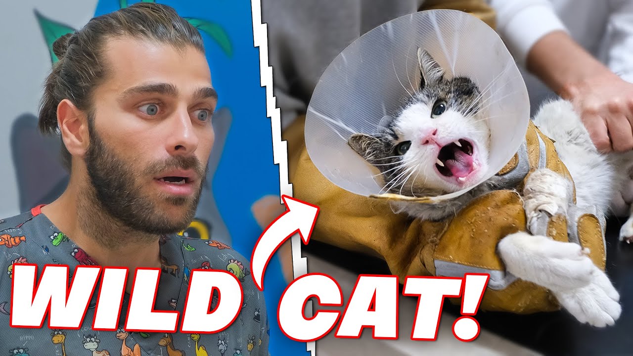 Лечение ДИКОЙ КОШКИ! (Самый сложный случай на свете!)