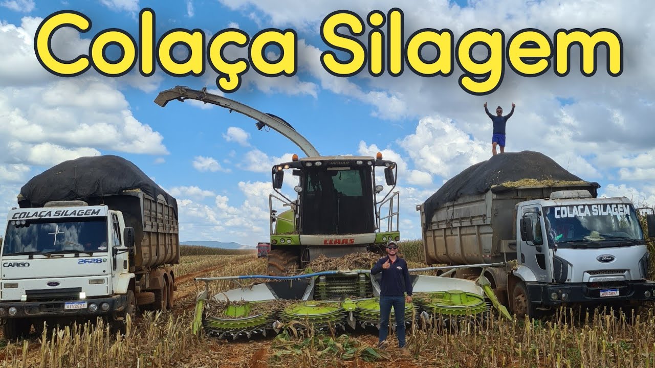 MAIS DE DEZ CAMINHÕES ACOMPANHANDO A CLAAS JAGUAR / CAMINHÃO ATOLADO / PUXE LONGE. segue a silagem