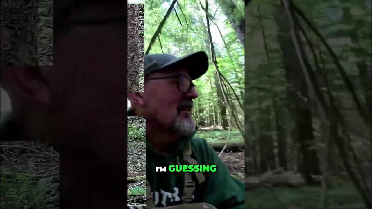 Trail Cam Reveals Forest Secrets! You Won't Believe What's Here! 