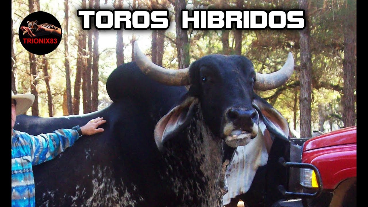 HIBRIDO DE TORO e HIBRIDO DE VACA