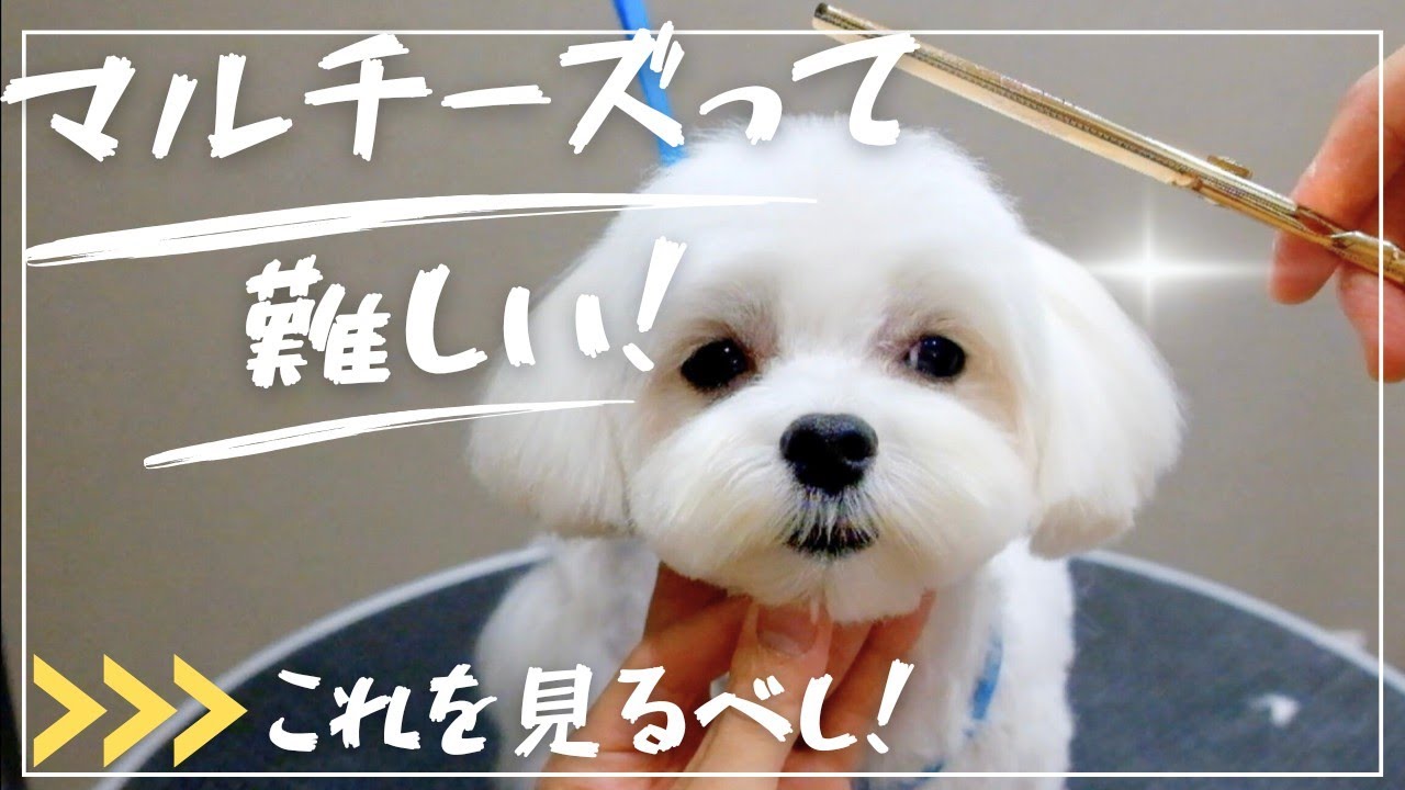【マル克服】マルチーズのカットが苦手な人はこれを見るべし！