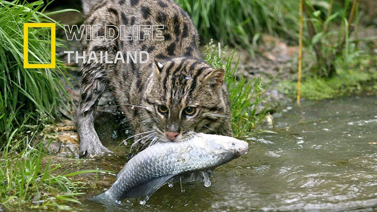 เสือปลา- นักล่าปลาที่อยู่ในความเงียบ |สารคดีสัตว์ WILDLIFE