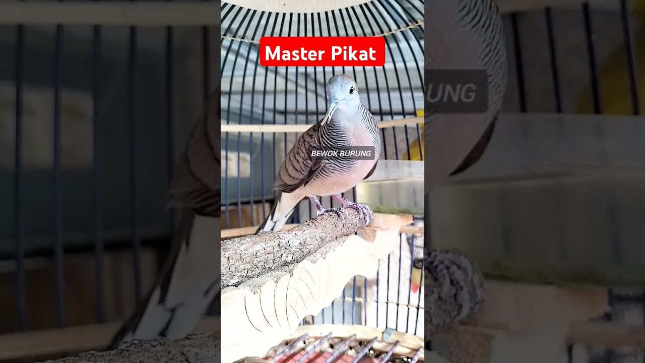 Perkutut Lokal Gacor Master Pikat