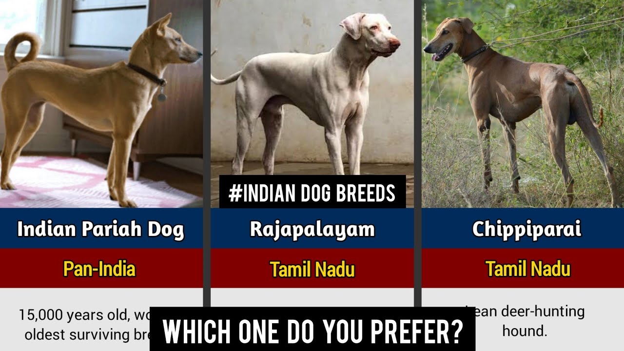 Indian Dog Breeds 🇮🇳 | Rare, Ancient & Powerful Dogs of India