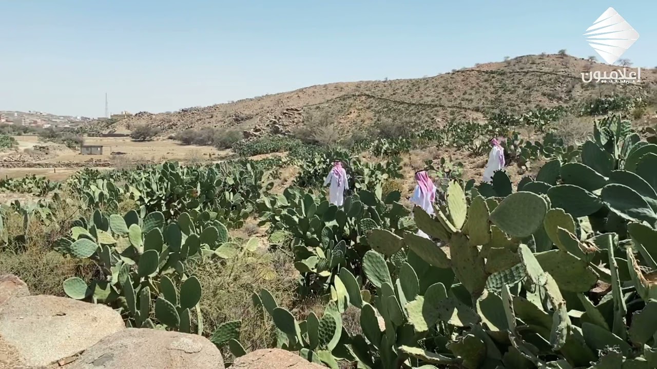 أسطورة من أساطير الطائف !⛰