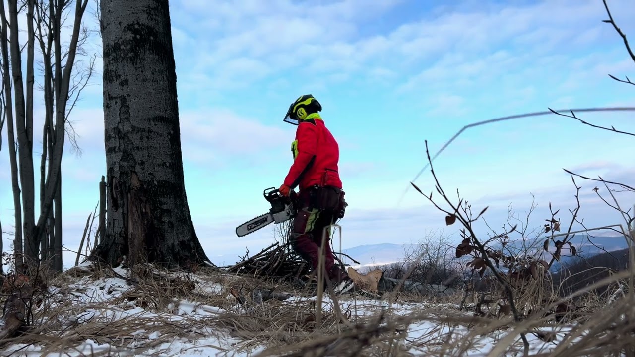 Ťažba silnejšich bukov !!! Stihl ms 500i